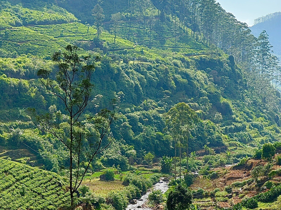 tuk tuk tk tours-Nanu Oya必去景点