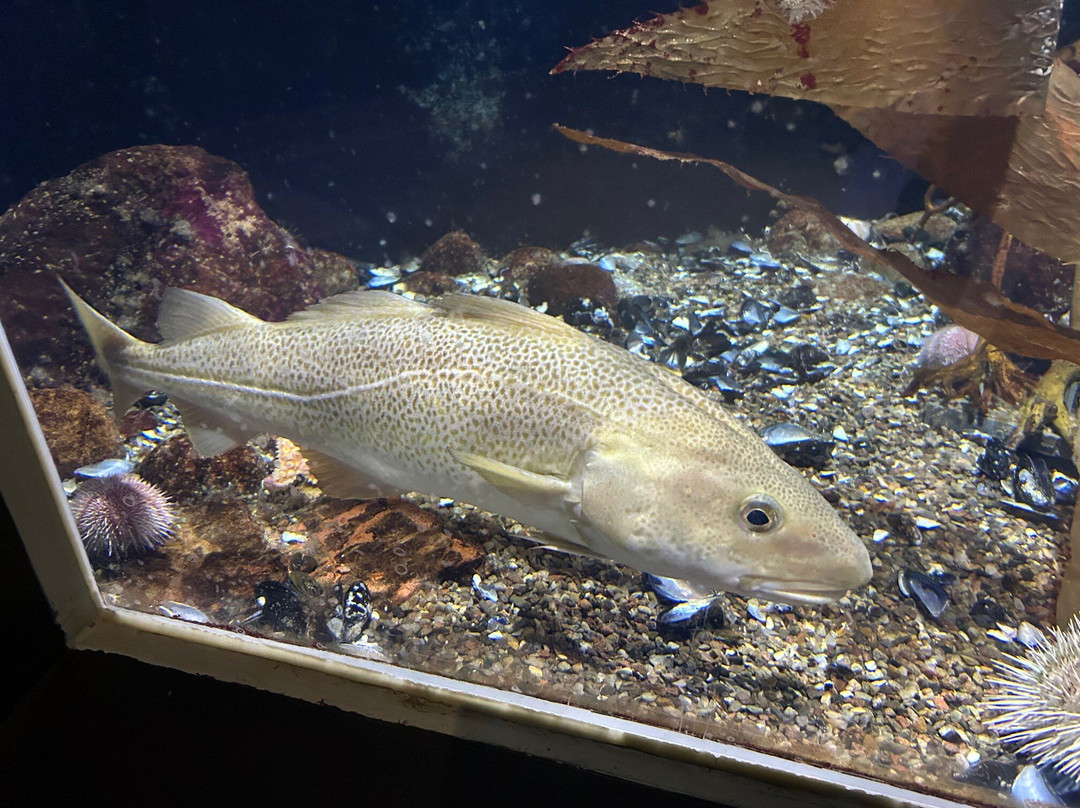 Aquarium GEOMAR-基尔必去景点
