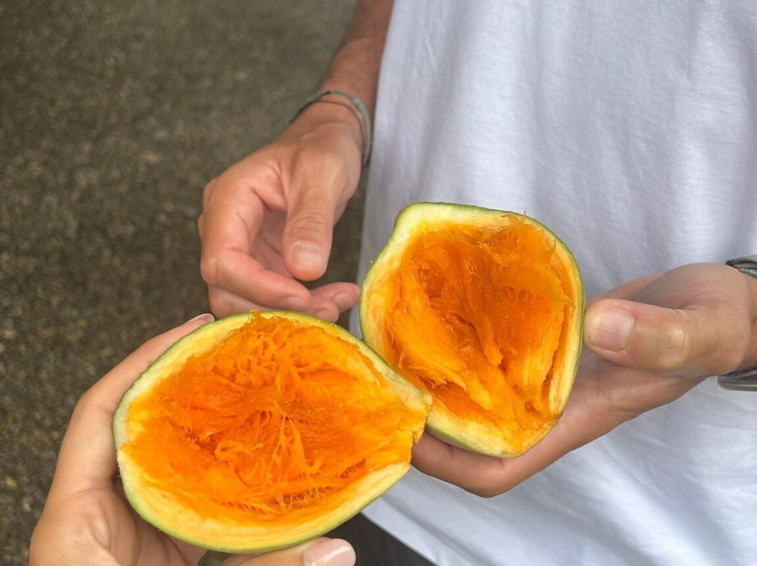 Cacao Trails Culture Tour-Hone Creek必去景点