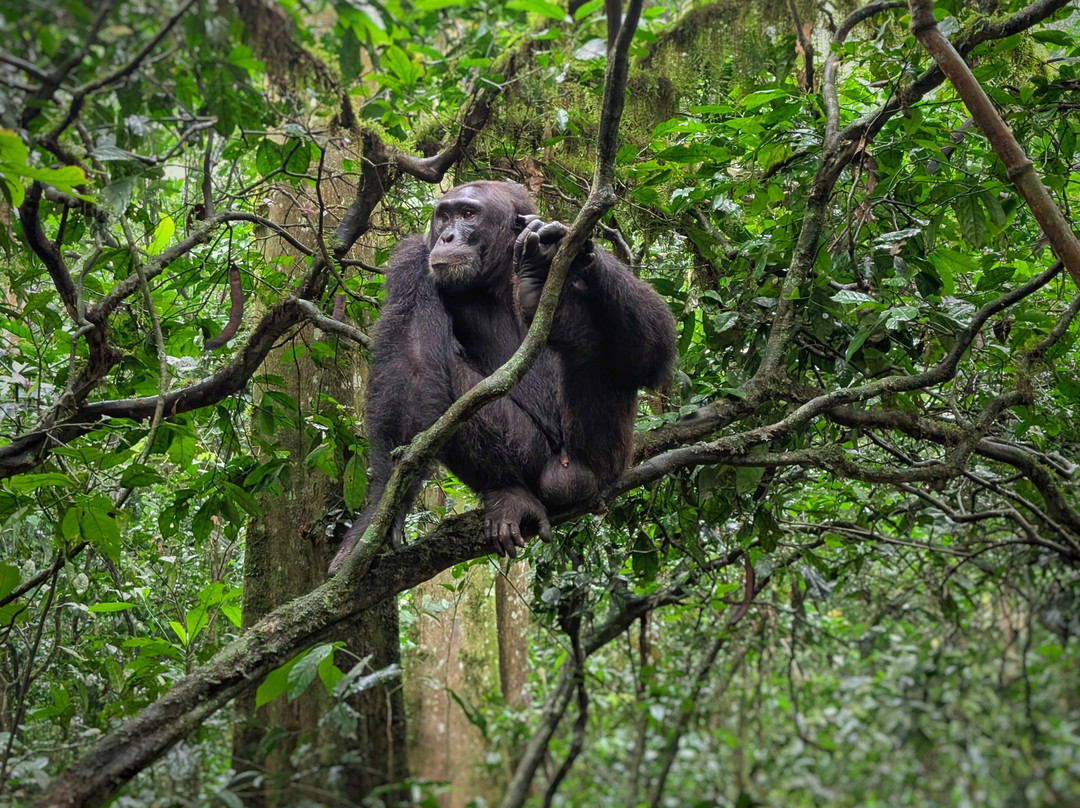 Prime Safaris & Tours-坎帕拉必去景点