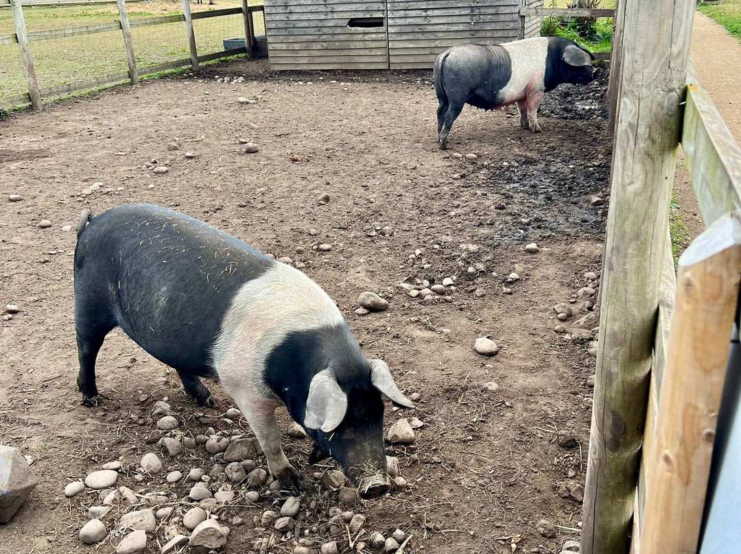 Burntwood Alpaca and Animal Experience-Burntwood必去景点