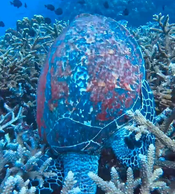 Ocean9 Scuba Tenggol-Pulau Tenggol必去景点