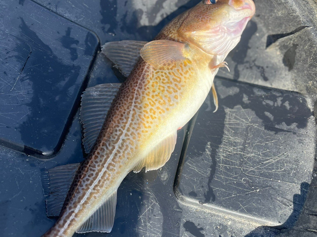 Campbell's Deep Sea Fishing-York必去景点