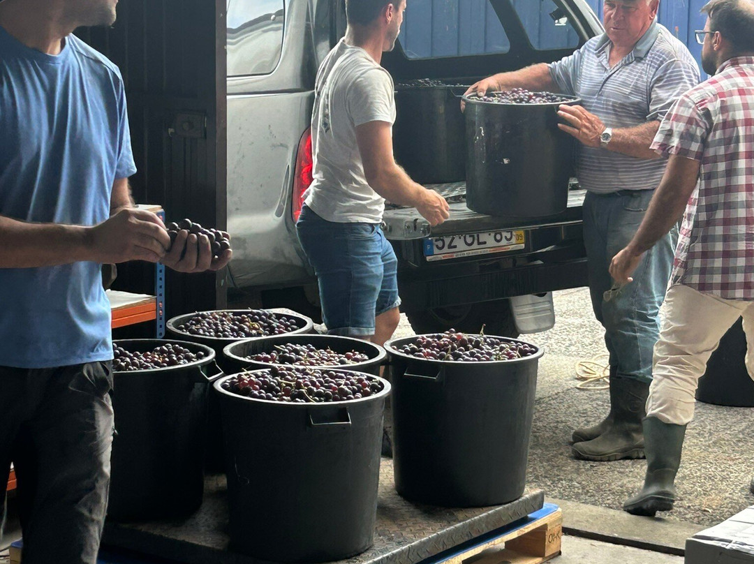 Manuel Rainha Winery-Vila Franca do Campo必去景点