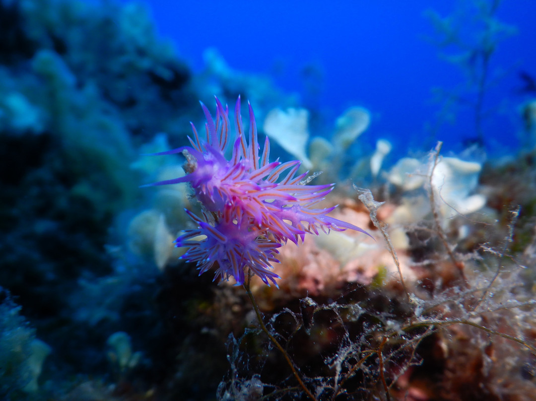 Lustrica diving-Ustica必去景点