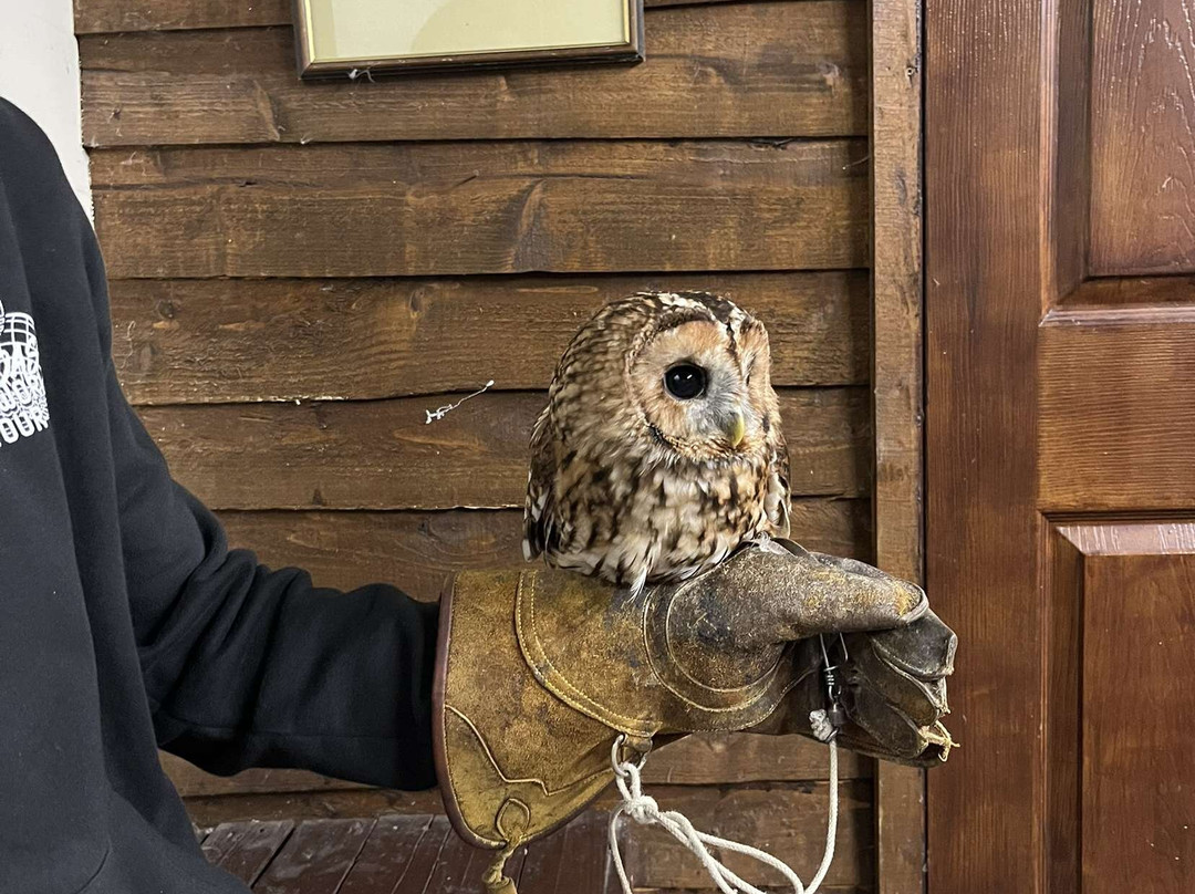 Riverside Falconry-纽卡斯尔必去景点