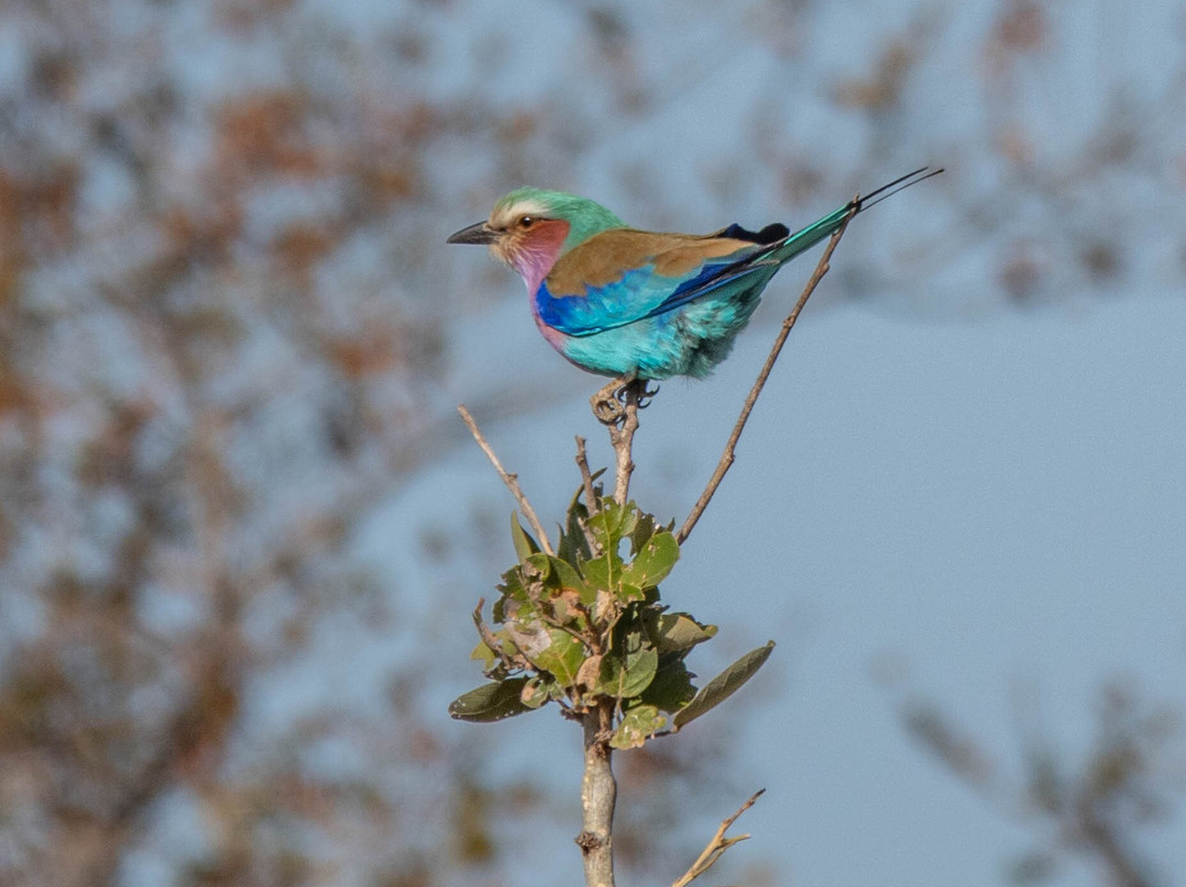 Khalanga Safaris-伐拉博瓦必去景点