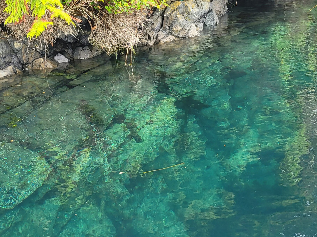 Telegraph Cove Marina & RV Park-Telegraph Cove必去景点
