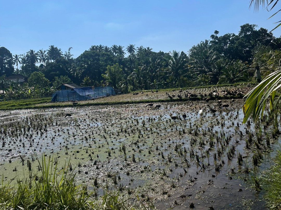 Green Bikes Bali e-bike tours Ubud-Mambal必去景点
