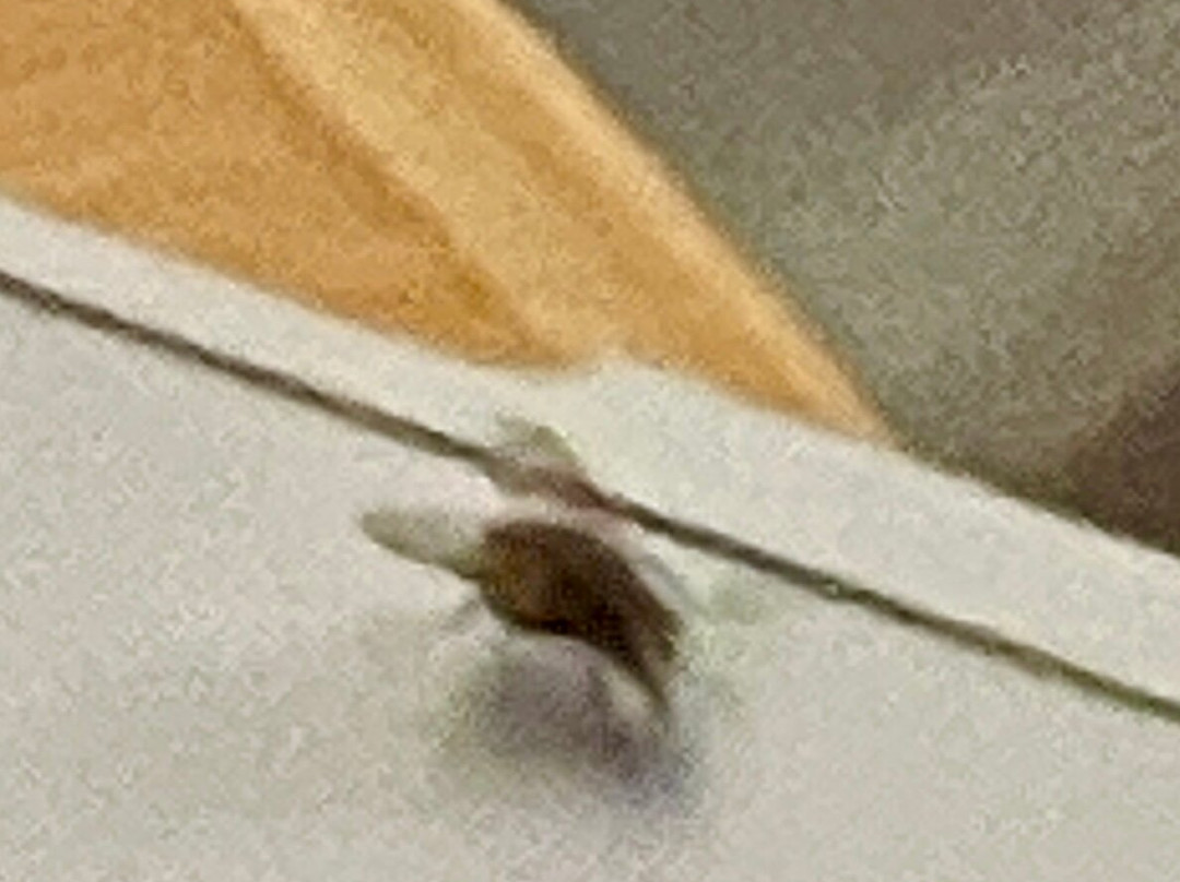 Chalet Inn - a Boutique Hotel主图