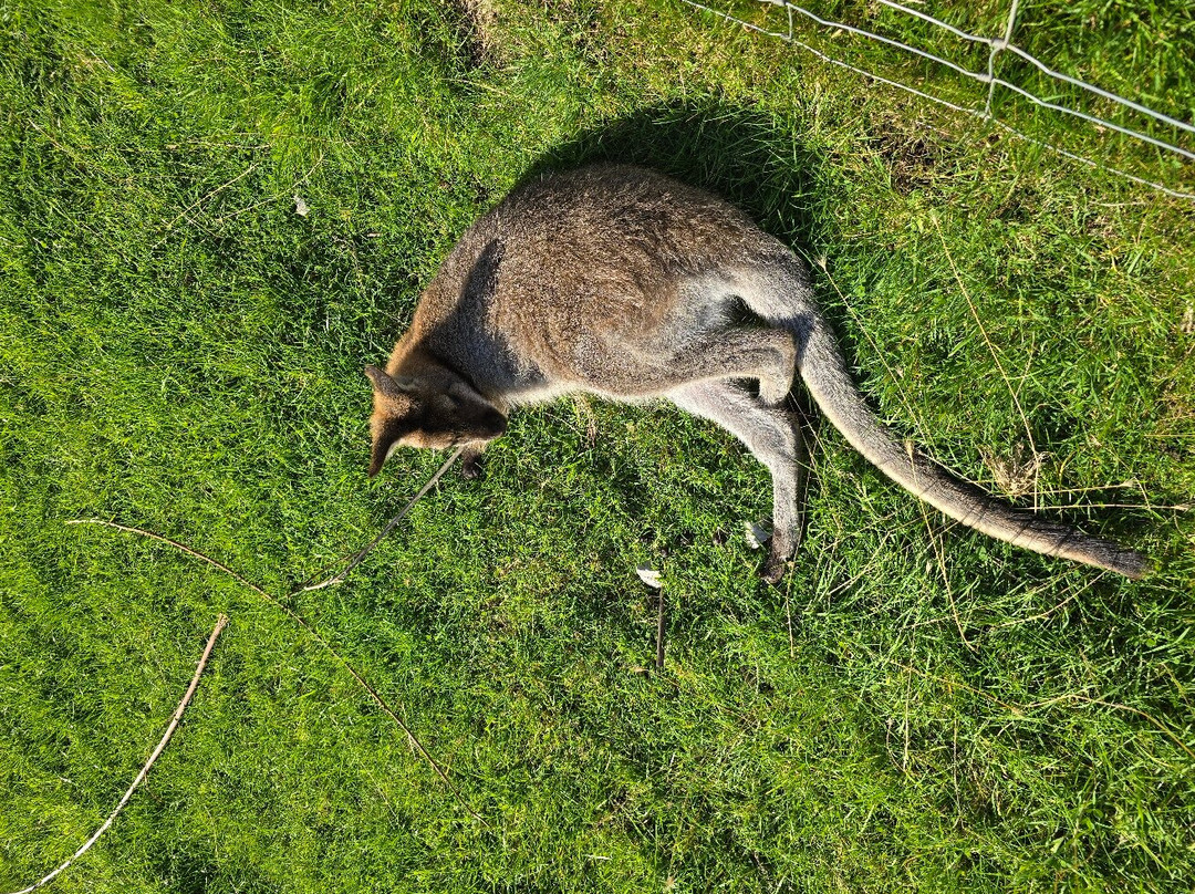 White Peak Alpaca Farm-Mobberley必去景点