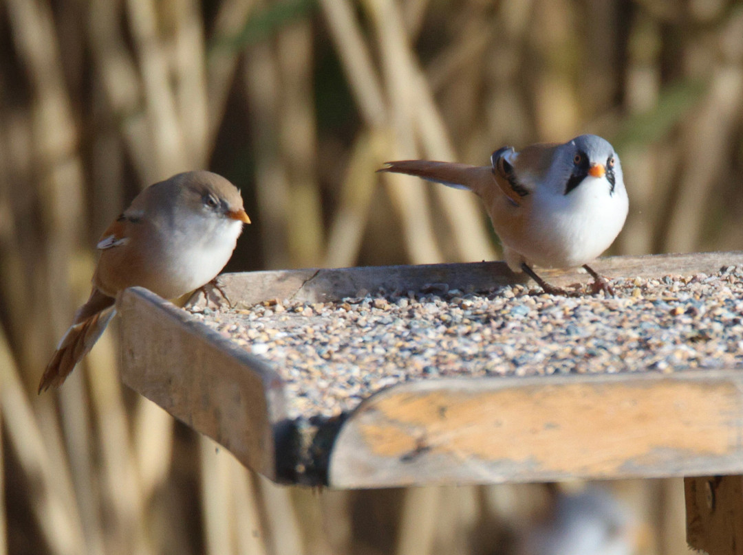 RSPB Leighton Moss Nature Reserve-Silverdale必去景点
