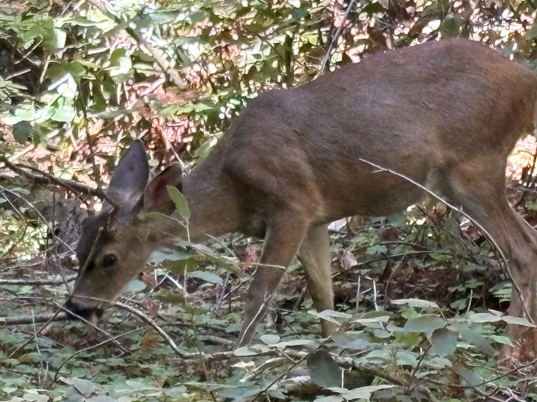 Armstrong Redwood State Reserve-Guerneville必去景点