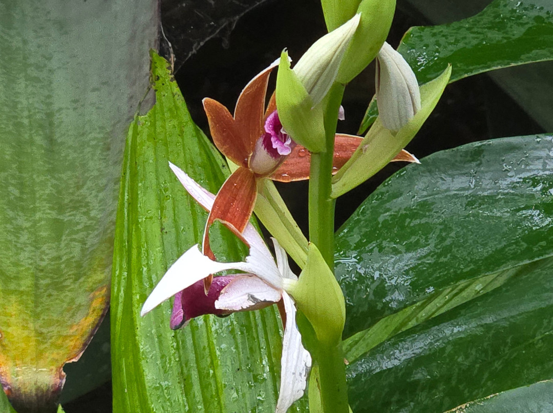 Monteverde Orchid Garden-圣埃伦娜必去景点