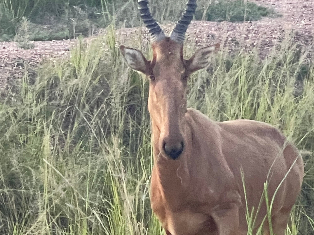 Arken Safaris Africa-马辛迪必去景点