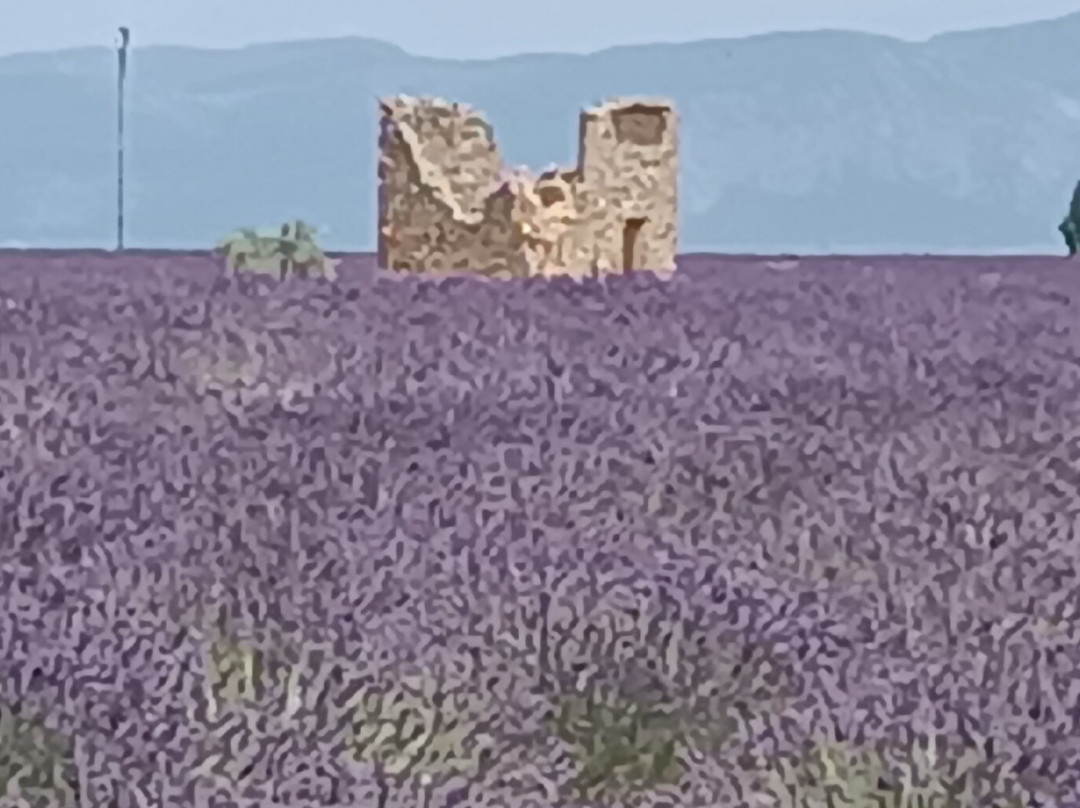 Plateau de Valensole-瓦朗索勒必去景点