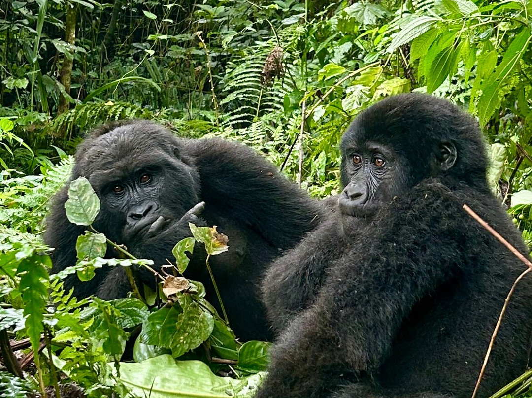 Kisoro Tours Uganda-坎帕拉必去景点