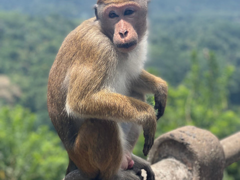 SRI LANKAN NAVIGATOR-Hambantota必去景点