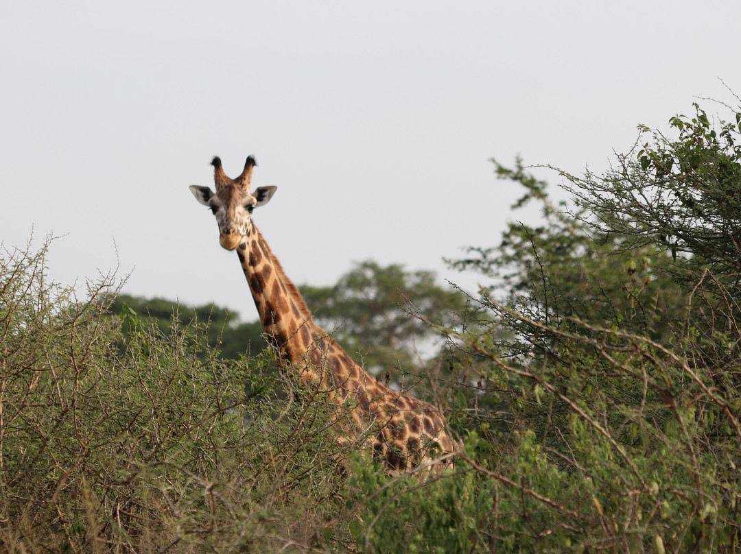 Uzuri Uganda Safaris-坎帕拉必去景点