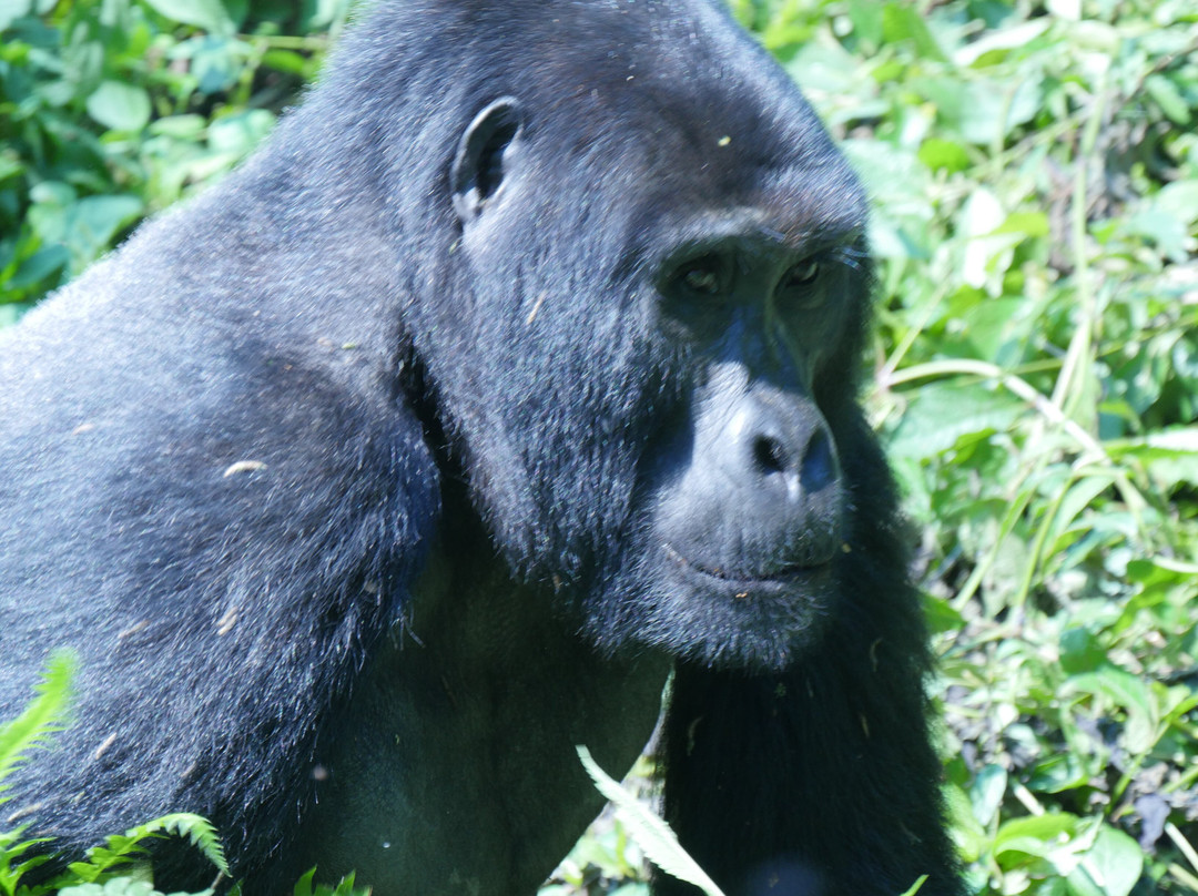 Gorilla Tour Booking Safaris-坎帕拉必去景点