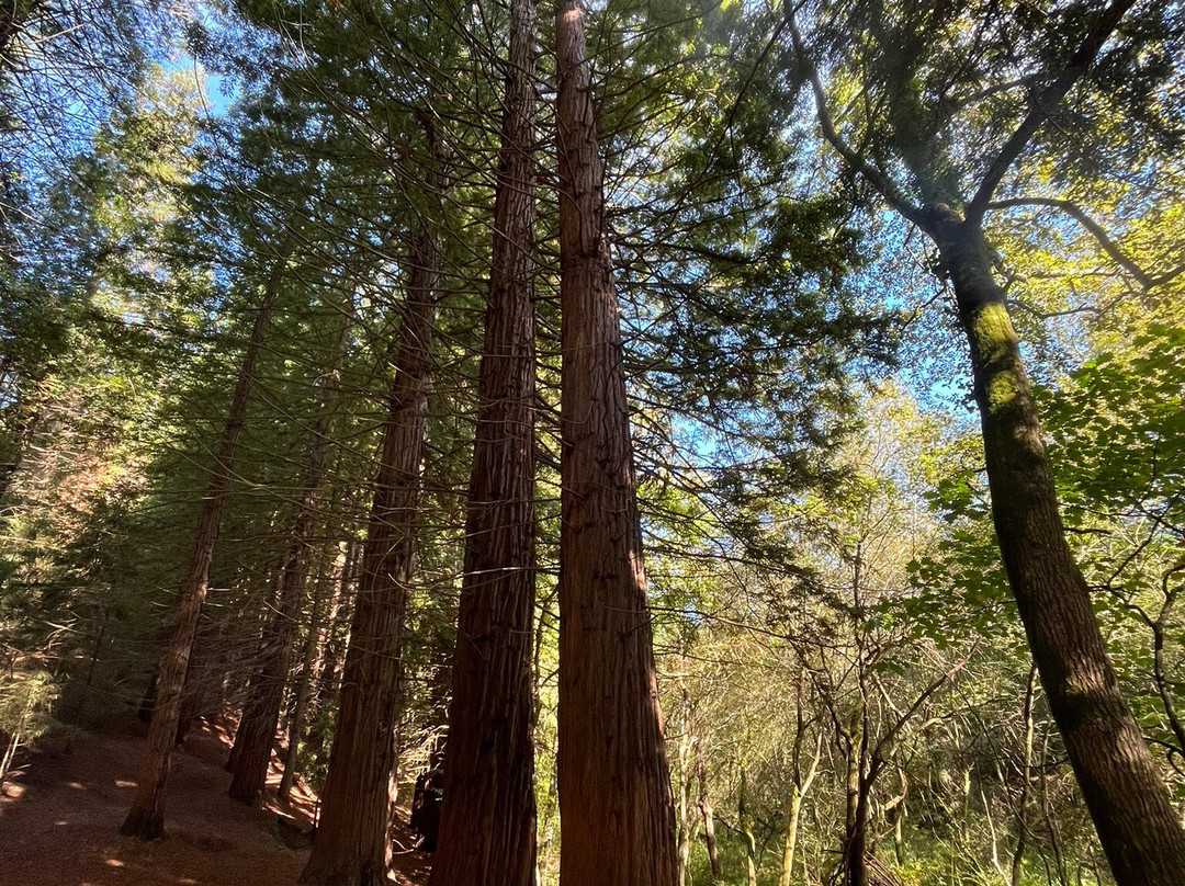 Redwood Forest-Cabezon de la Sal必去景点