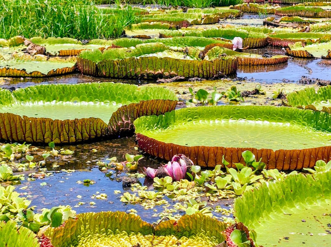 Cronos Transfer Ecoturismo-Alter do Chao必去景点