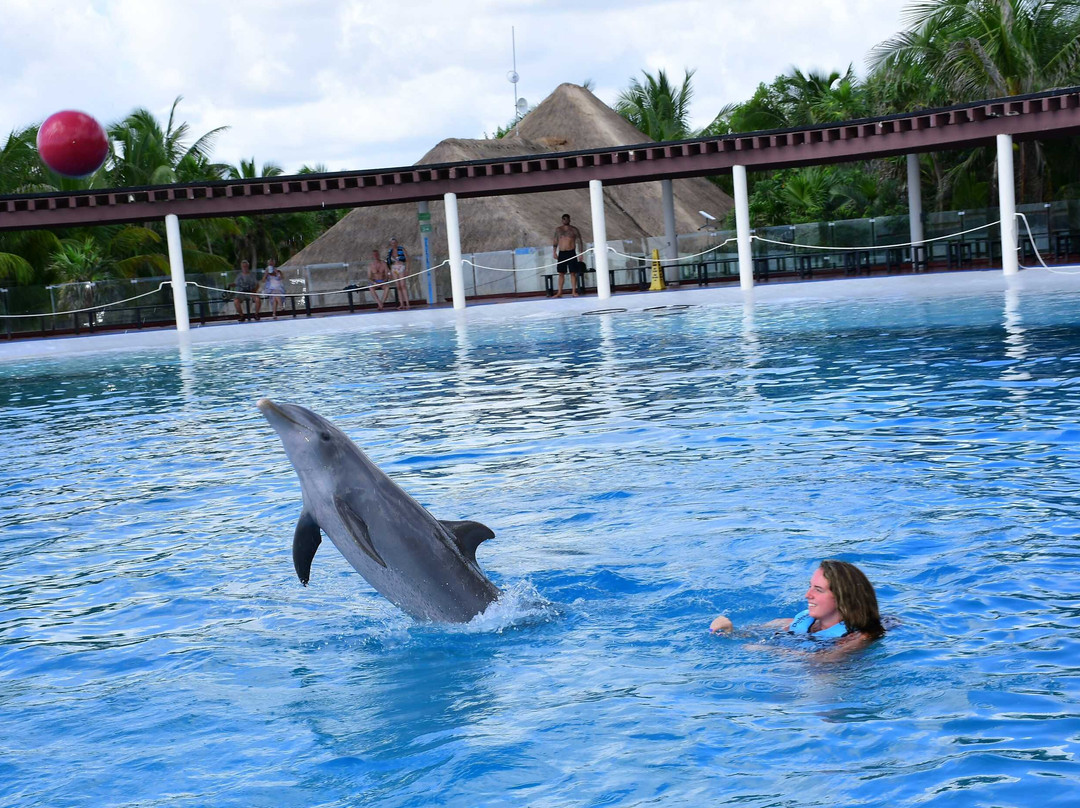 Dolphin Discovery Tulum - Akumal-艾库玛尔必去景点