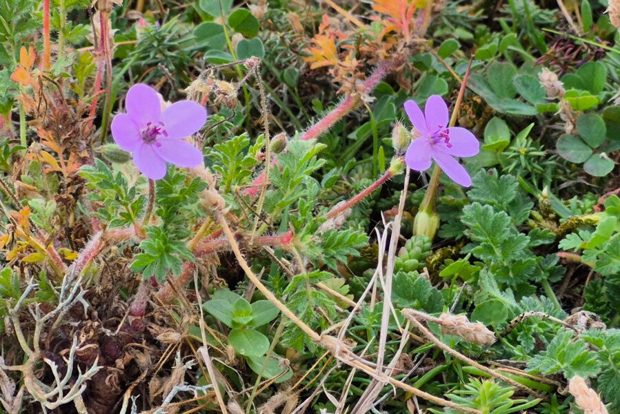 Landguard Nature Reserve-费力克斯托必去景点