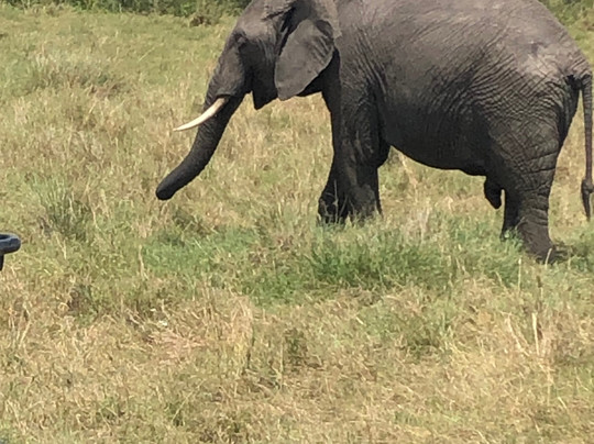 Joyina Safaris Africa-内罗毕必去景点