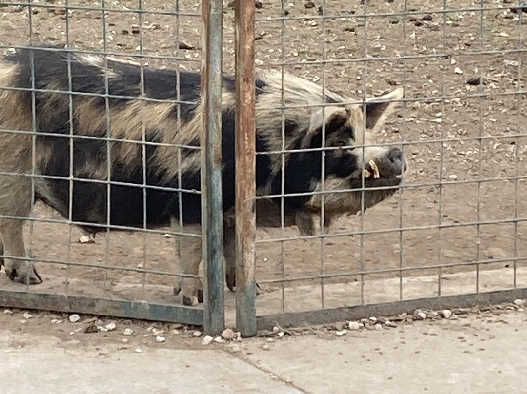 Wild Animal Safari-Strafford必去景点