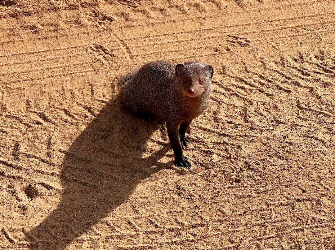 Npa Leopard Safari-蒂瑟默哈拉默必去景点