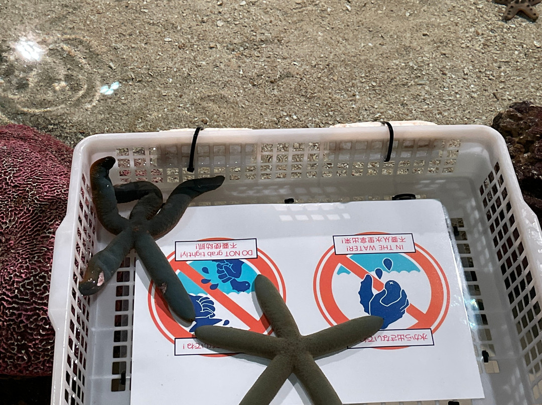 Dmm Kariyushi Aquarium-丰见城市必去景点