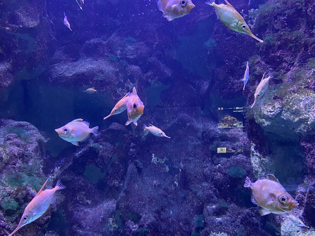 Aquarium de Biarritz-比亚里茨必去景点
