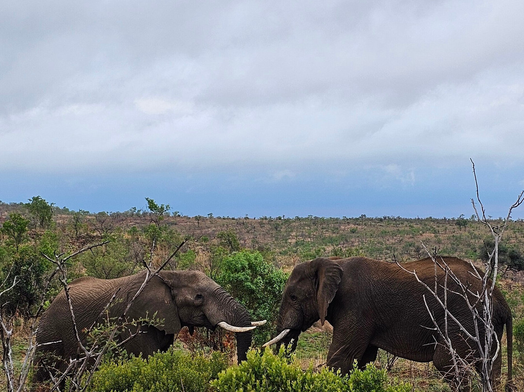 Pilanesberg National Park-太阳城必去景点