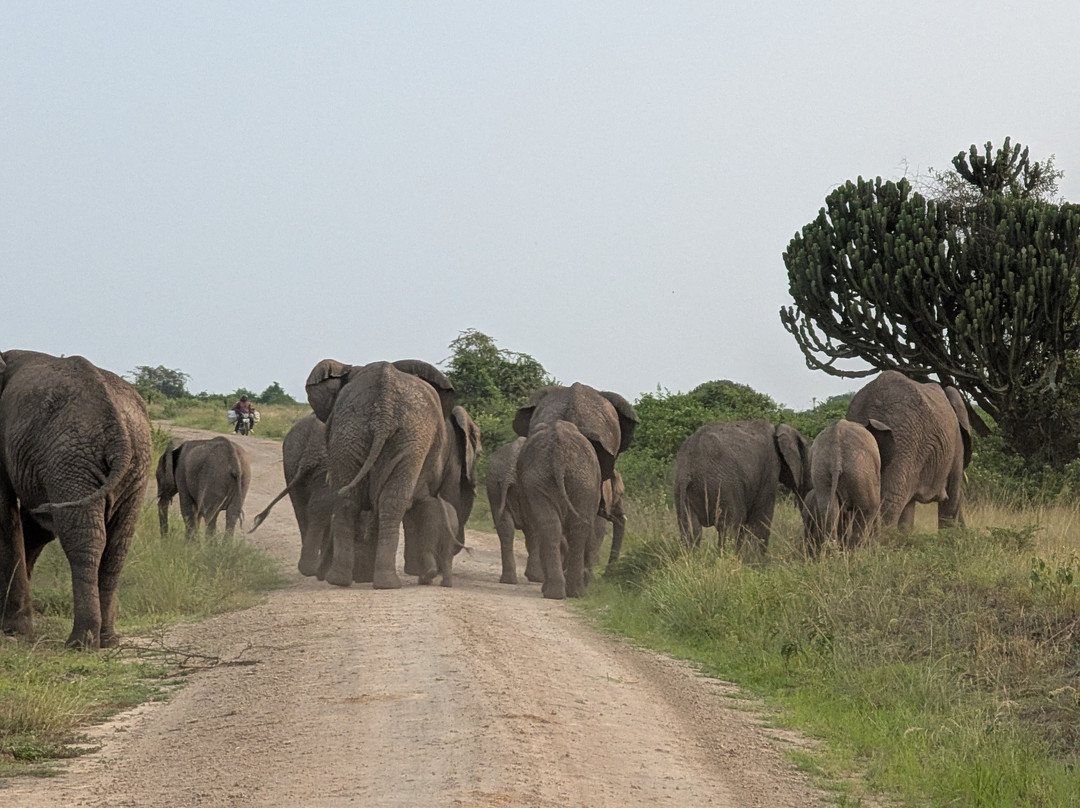 Devine African Safaris-吉佳利必去景点