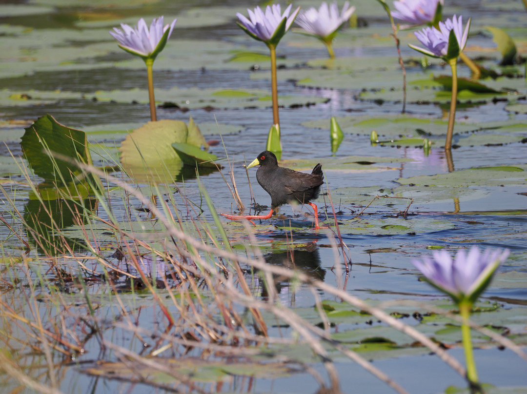 St.lucia Birds & Birding-圣露西亚必去景点
