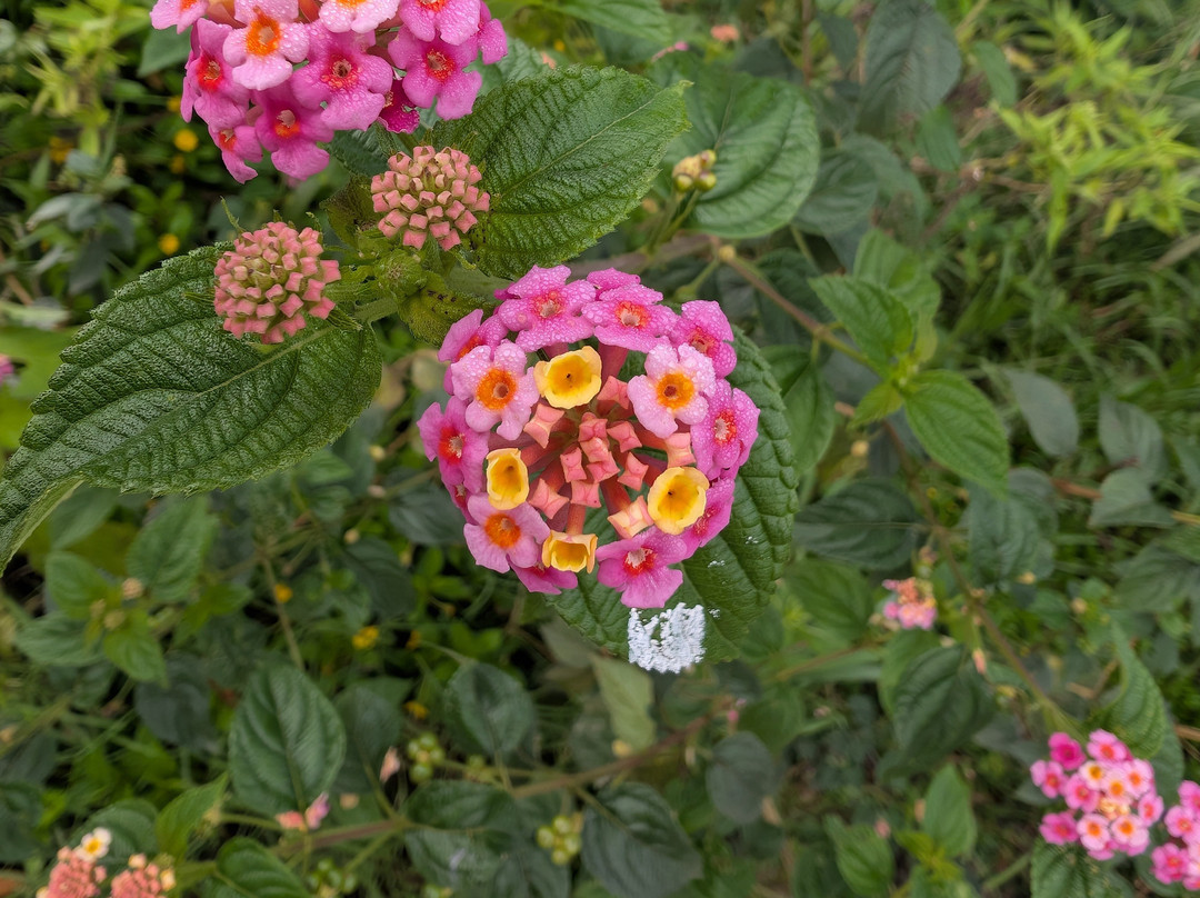 Travelers Street Pvt Ltd-马累必去景点