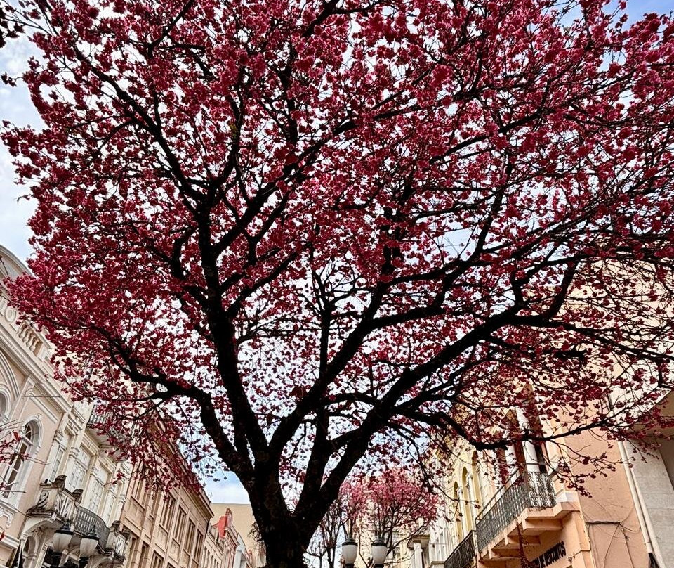 Rua XV de Novembro-库里提巴必去景点