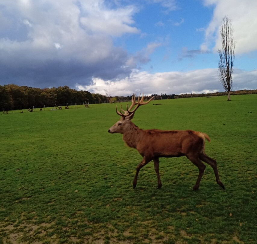 Reserve De Beaumarchais - Safari Train-Autreche必去景点