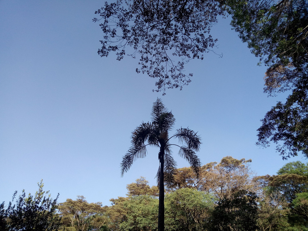 Nairobi Arboretum-内罗毕必去景点