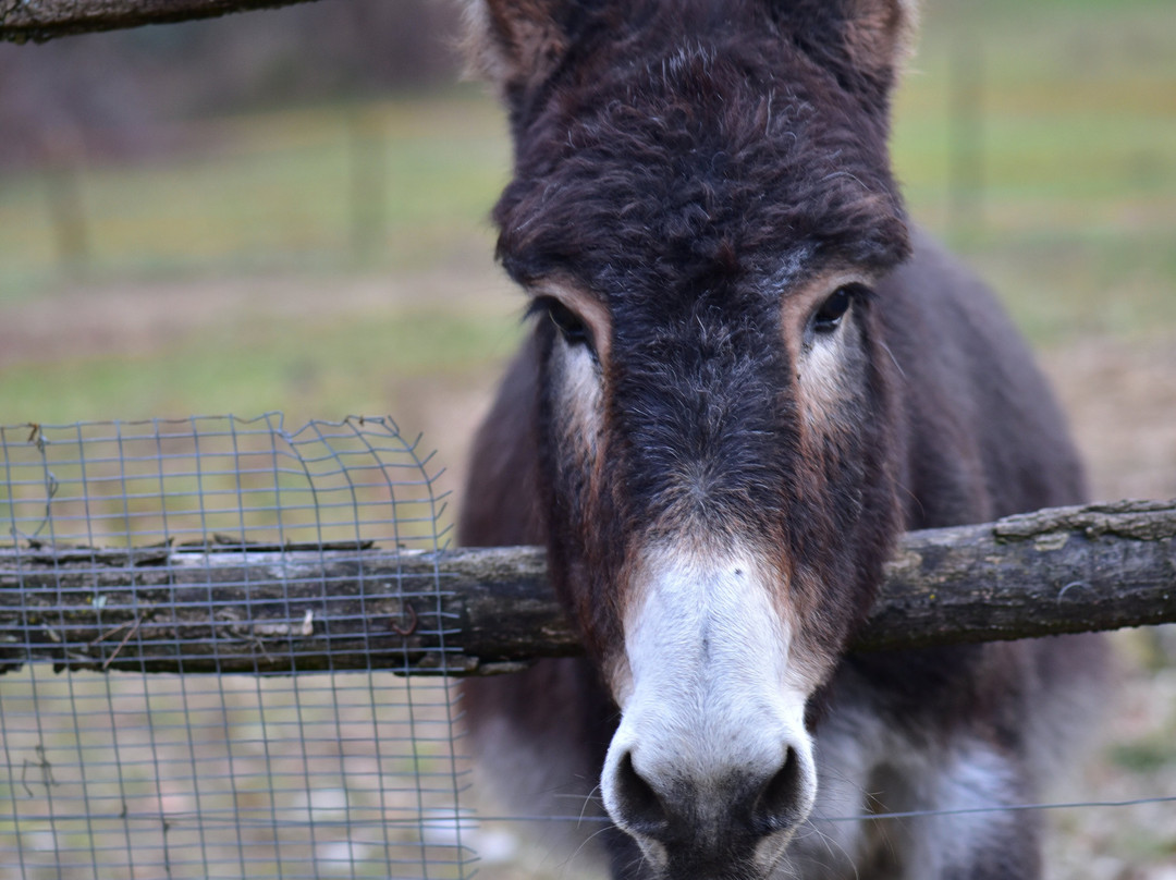 Tenuta Valdomini主图