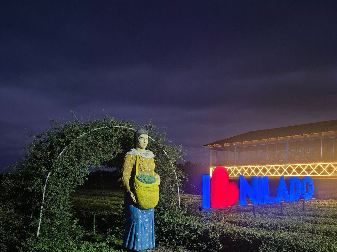 Nilado Green tea plantation-连科兰必去景点