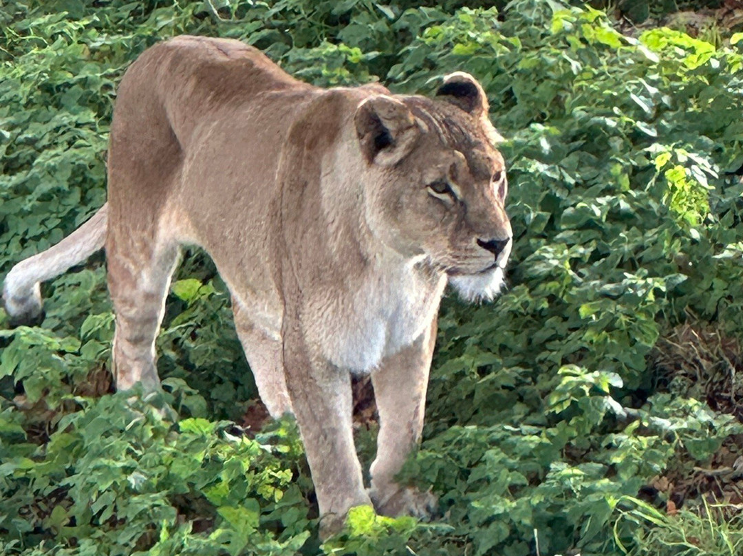 Africa Alive-Kessingland必去景点