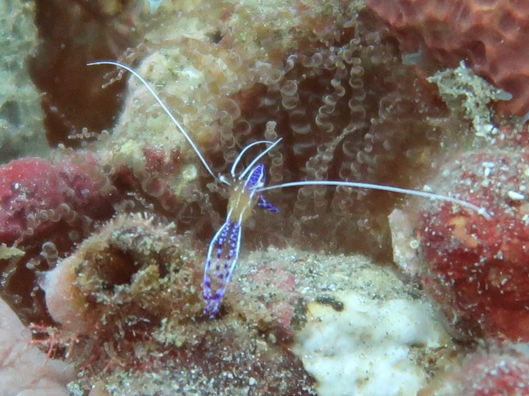 Tropicalsub Diving-Deshaies必去景点