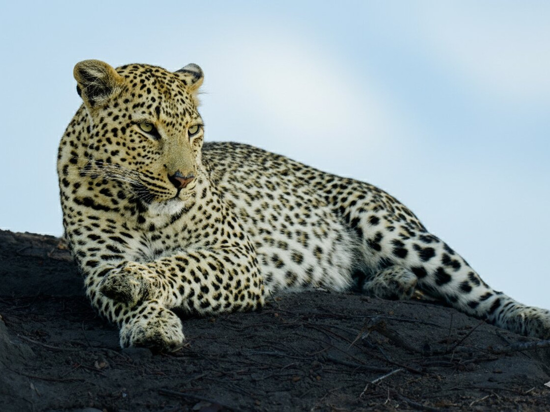 Rhulani Safaris-霍德斯普鲁特必去景点