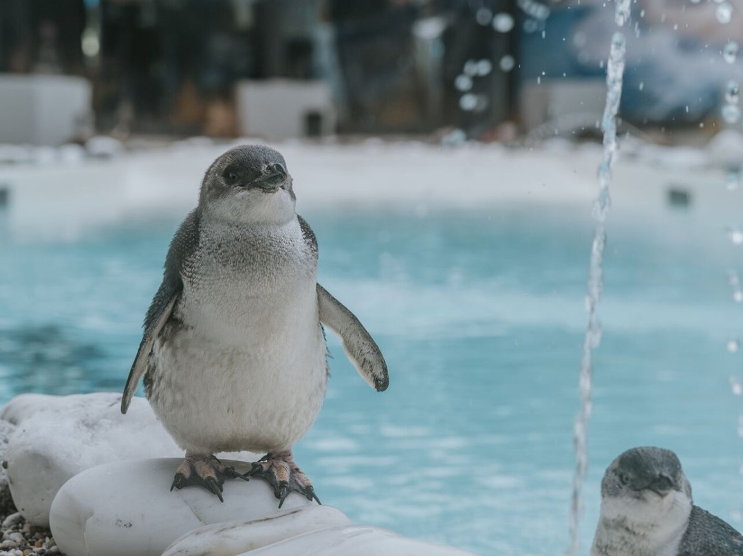 西海岸奇异鸟馆-弗朗茨约瑟夫（冰川）必去景点