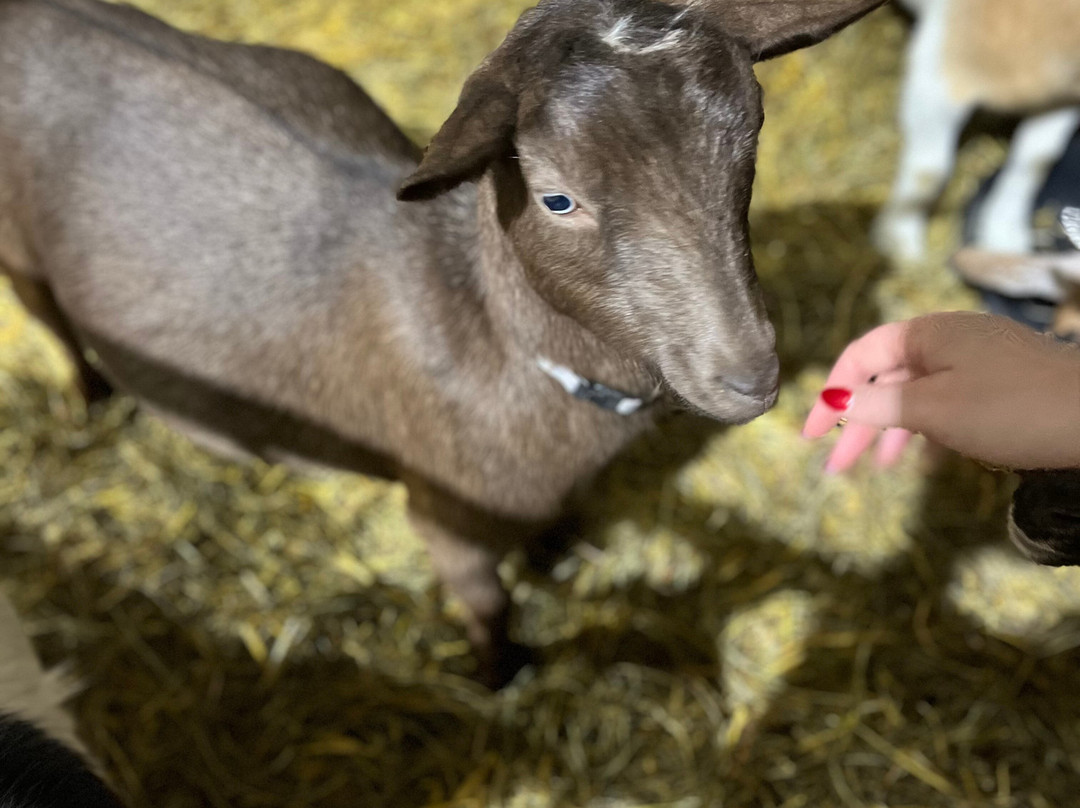 Udderly Ridiculous Farm Life-Blandford-Blenheim必去景点