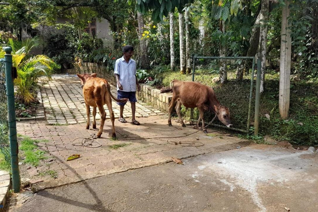 Dew Lee Homestay主图