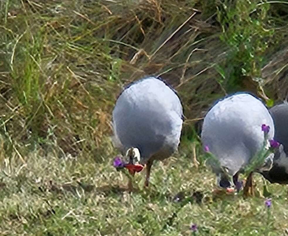 Hillview Farmstay主图