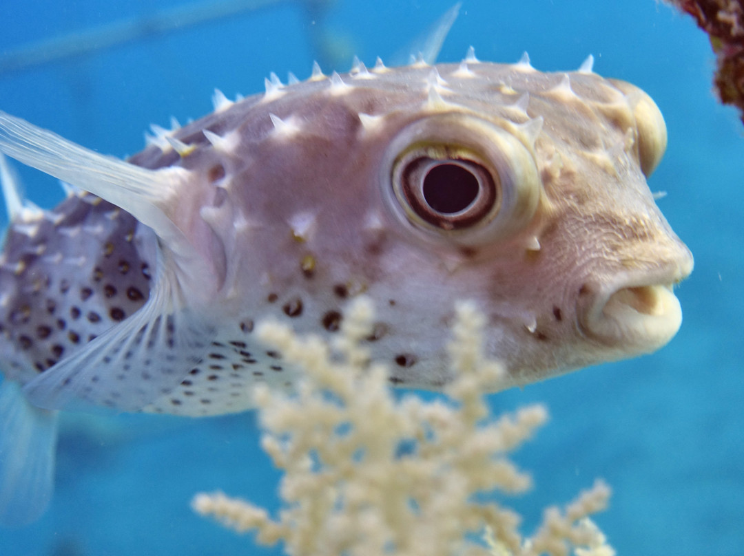 ORCA Dive Club Coral Garden-Safaga必去景点